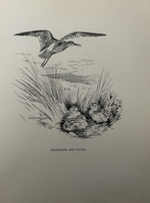 Antique 1923 Bird Print – Redshank & Young – Roland Green – Coastal Wildlife Art