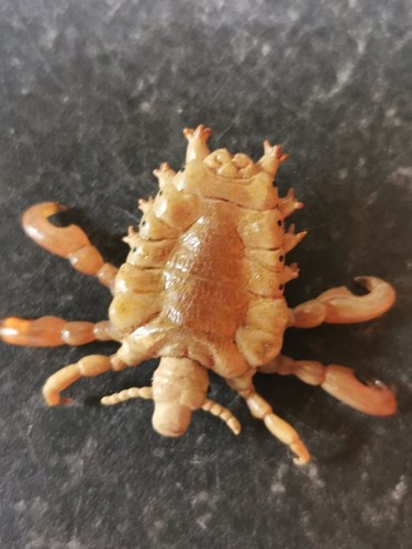 Kaiyodo pubic louse - pubic,
