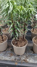 Lilium Asiatic Blacklist