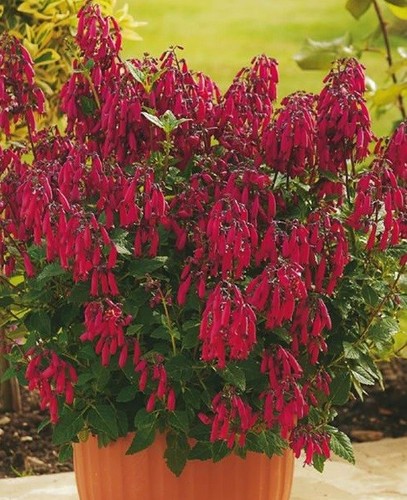 Phygelius red cape fuchsia - red,
