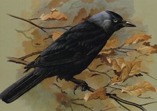 Jackdaw Bird Picture Print Basil Ede Vintage 1979 approx 8.5" x 6"