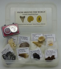 Fossil Set  Ammonite Mosasaur