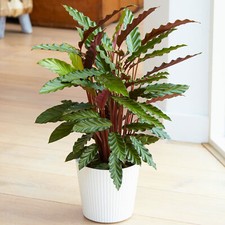 Lovely 40cm potted calathea - lovely,