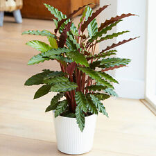 Lovely 30-40cm Potted Calathea Elgergrass Air Purifying Indoor Houseplants