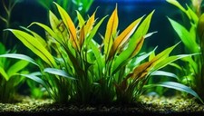 CRYPTOCORYNE LUCENS AQUARIUM