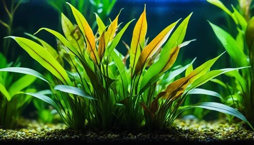 Cryptocoryne lucens aquarium - lucens,