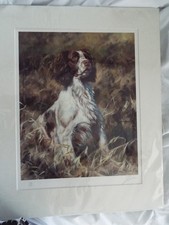 John Trickett Springer Spaniel