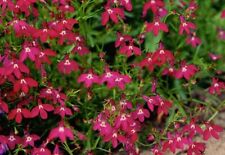 TRAILING LOBELIA CASCADE RED 0.4 GRAM ~ APPROX 12,000 SEEDS