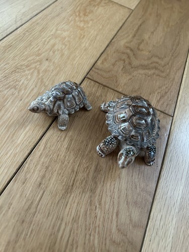 Wade tortoises - wade,