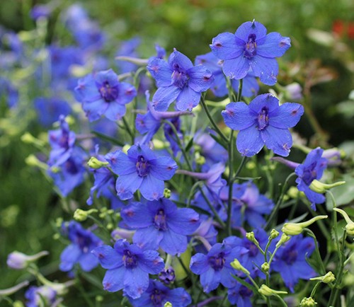 Dwarf delphinium butterfly - dwarf,