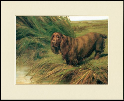 Sussex spaniel dog art print - sussex,