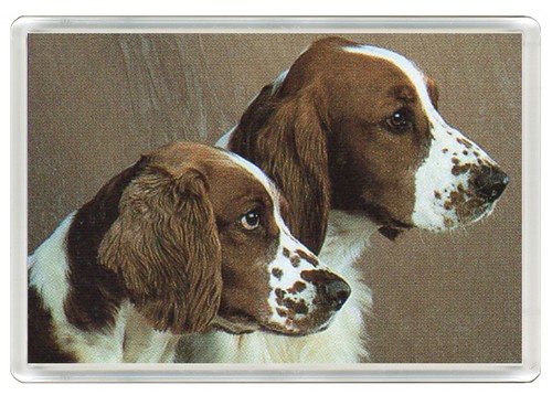 Welsh springer spaniel dog - welsh,