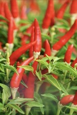 ❤️‍?Fiery flavor of  Portuguese Peri Peri Chilli Perfect for Grilling -10 Seeds