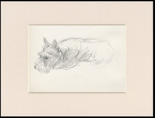 Scottish terrier scottie dog - scottish,
