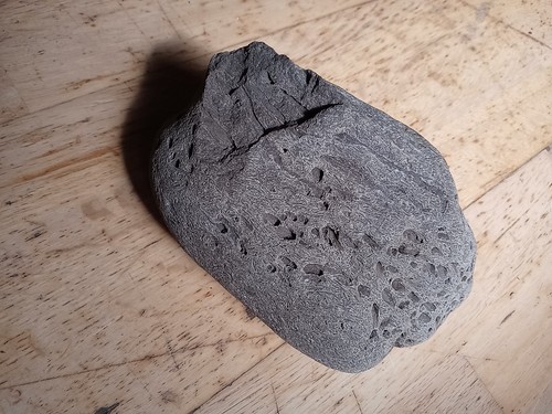 Large dinosaur bone hastings - large,