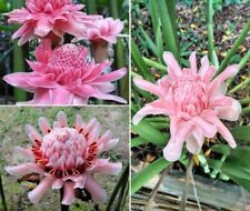 Pink Torch Ginger | Etlingera Elatior |  30+ Seeds | Same Day Dispatch