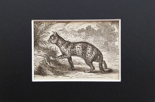 Ocelot animal print c 1880s - print,
