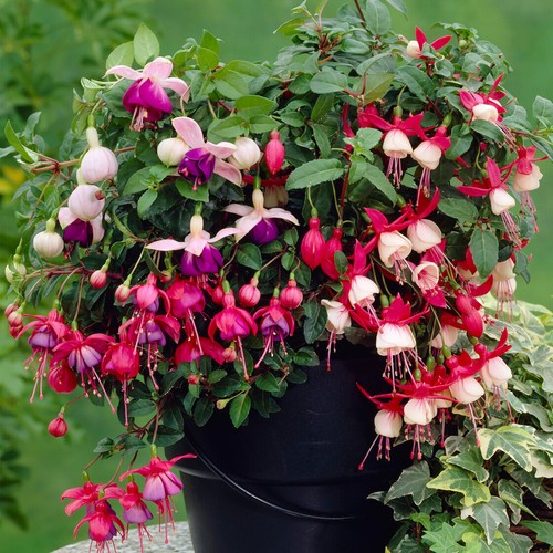 Fuchsia garden ready plants - fuchsia,