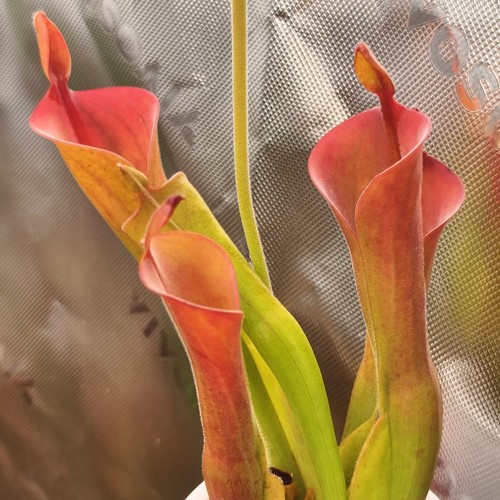 Heliamphora parva 01 - (08/01, x