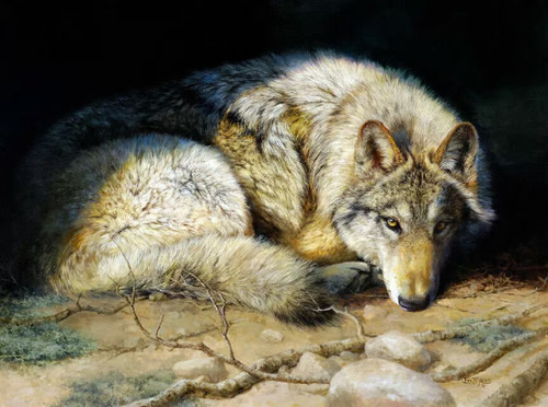 Wild wolf eyes wildlife - wolf,