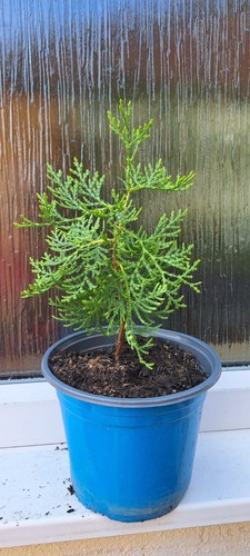 Thuja orientalis chinese - , (chinese