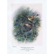 BIRDS Goldcrest - Antique