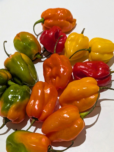 30pcs fresh naga chillies - fresh,