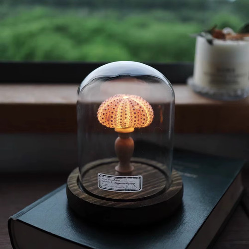 Shell sea urchin - shell,