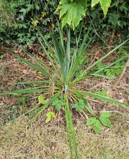 Yucca Rostrata ,Evergreen 65cm