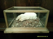 Vntage Albino mole, Taxidermy  In Display Case With Woodland Landscape