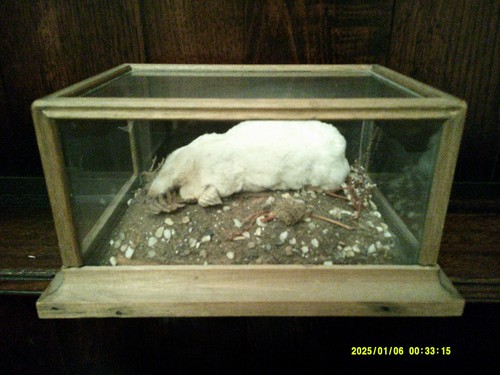 Vntage albino mole taxidermy - vntage,