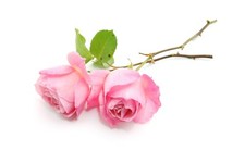 Floribunda Rose Plant - Queen