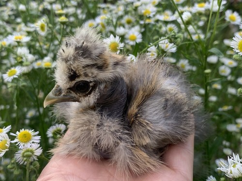 Fertile silkie - free!),
