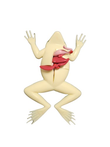 Frog model - frog, dissect