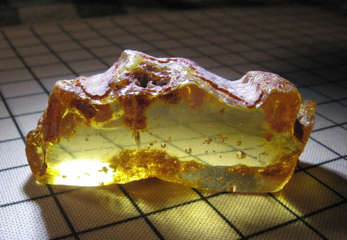 Miocene colombia amber fossil - miocene,