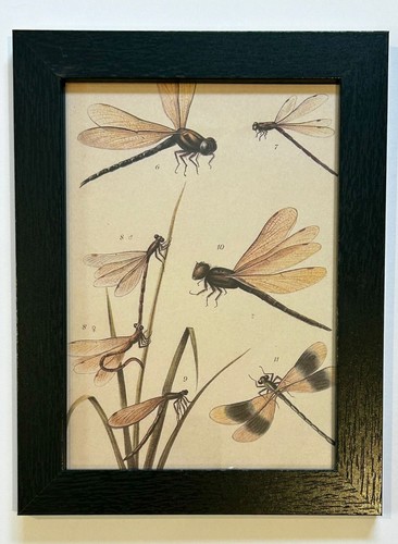Vintage dragonfly illustration - vintage,