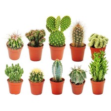 Different mixed cactus - different,