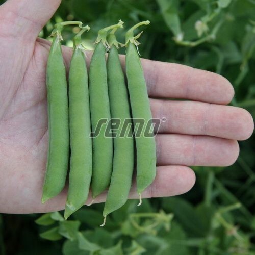Pea seeds professional - seeds,
