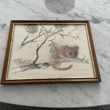 Vintage Mads Stage Wildlife Watercolour Picture Doormouse Framed 