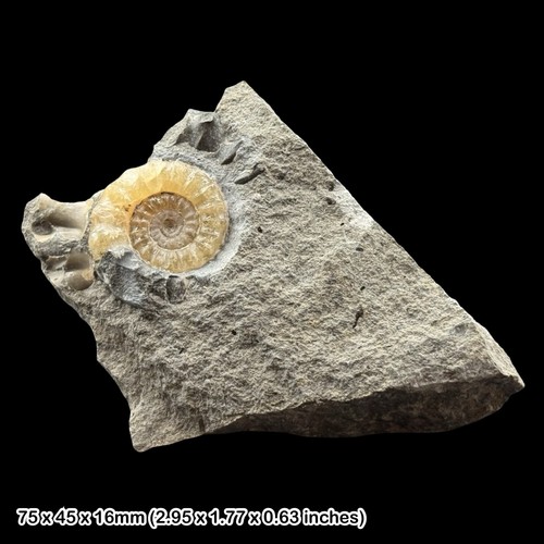 Xipheroceras calcite ammonite - calcite,