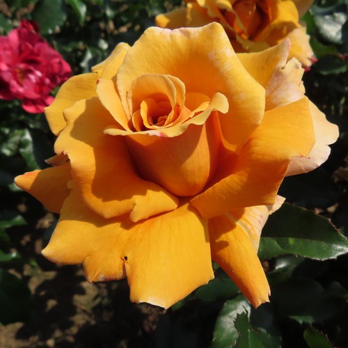 Perfect gentleman 5 5lt - perfect, 5.5lt