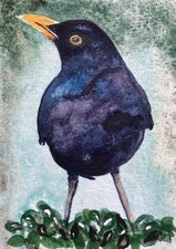 Original Watercolour Blackbird