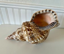 12” XL Charonia tritonis Triton's trumpet Giant Pacific Ocean Sea Snail Shell