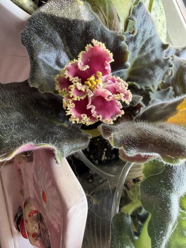 Saintpaulia african violet - african,