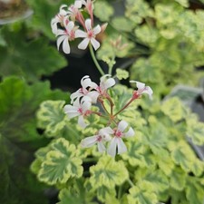 Scented Pelargonium (Geranium)
