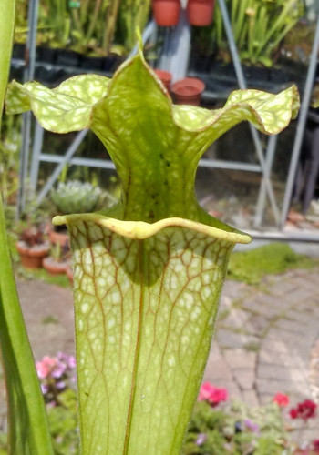 Sarracenia moorei jsl25 - x,