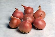 Vegetable - Shallot - Matador F1 - 20 Seeds - Economy Pack