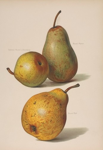 Old antique print - pear, pears
