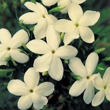 CREAM JASMINE OFFICINALE * CLOTTED CREAM * 2 LITRE LONG POT * FRAGRANT FLOWERS