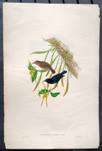 John gould birds - john, ornithology